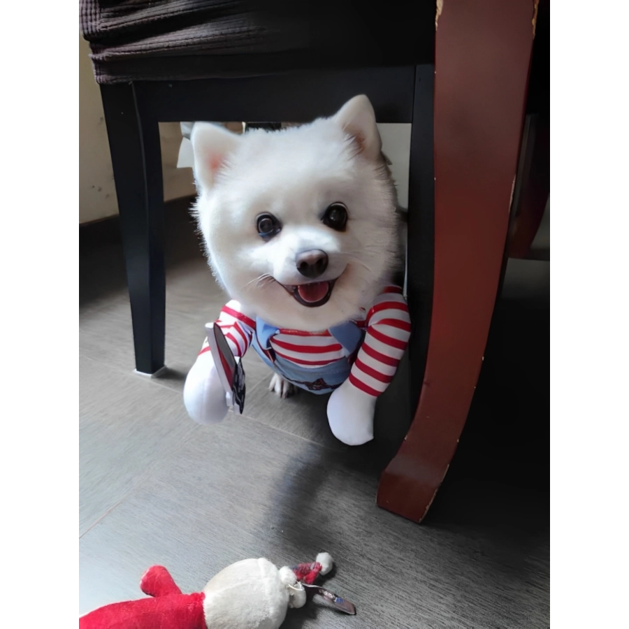 🐶😼 Disfraz Chucky para mascotas Perros Gatos🐾